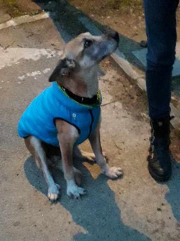 Arrivée de 40 ukrainiens et de leurs&nbsp;animaux